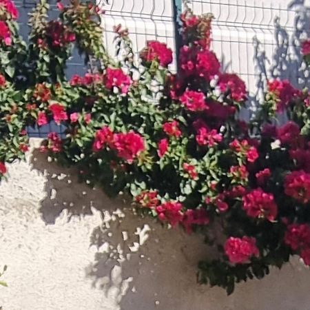 Vila Megi-Rent Room فلورا المظهر الخارجي الصورة
