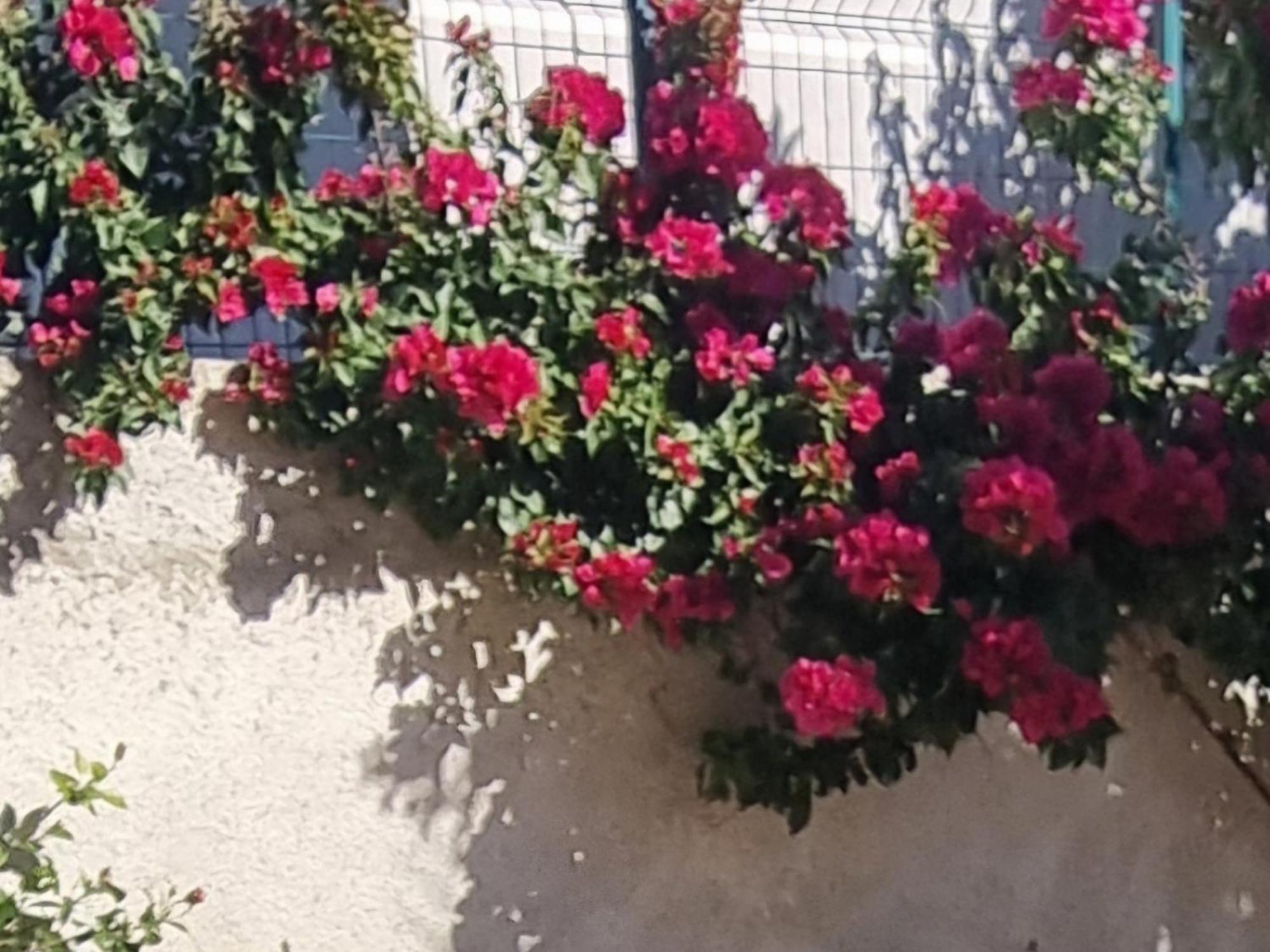 Vila Megi-Rent Room فلورا الغرفة الصورة